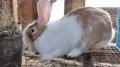 Холандски зайци, зайци Веселина и кръстоска, снимка 2