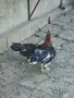 Свободни кокошки , снимка 6