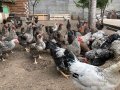 Катунски кокошки и петли , снимка 3