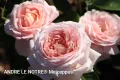 🌹 РОЗА 🌹 ANDRE LE NOTRE® Meiceppus 🌹, снимка 3