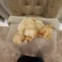 Малтипу малтипу, снимка 4