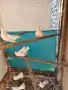 Продавам старазагорски бели гълъби , снимка 2