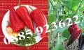 100+ Био Семена Стари Селски Сортове Домат, Краставици, Тютюн, Пипер + ПОДАРЪК, снимка 9