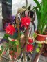 Епифилиум цвете, червен цвят, снимка 12