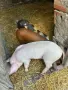🐷 Продаваме 5 броя малки прасенца, снимка 7