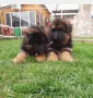 Немски овчарки с дълъг косъм, снимка 4