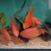 Продавам риби червен папагал , снимка 3 - Рибки - 40699036