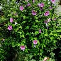 👌👌👌 Hibiscus syriacus, наричан роза на Шарон , снимка 5 - Разсади - 37402411