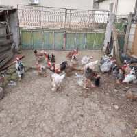 Продавам яйца от смесено стадо кокошки , снимка 10 - Кокошки и пуйки - 44311606