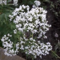 Дилянка (валериана), снимка 1 - Градински цветя и растения - 35931034
