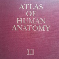 Атлас на човешката анатомия нервна система , ендокринни жлези и органи с вътрешна секретция л Ников , снимка 1 - Специализирана литература - 39736908