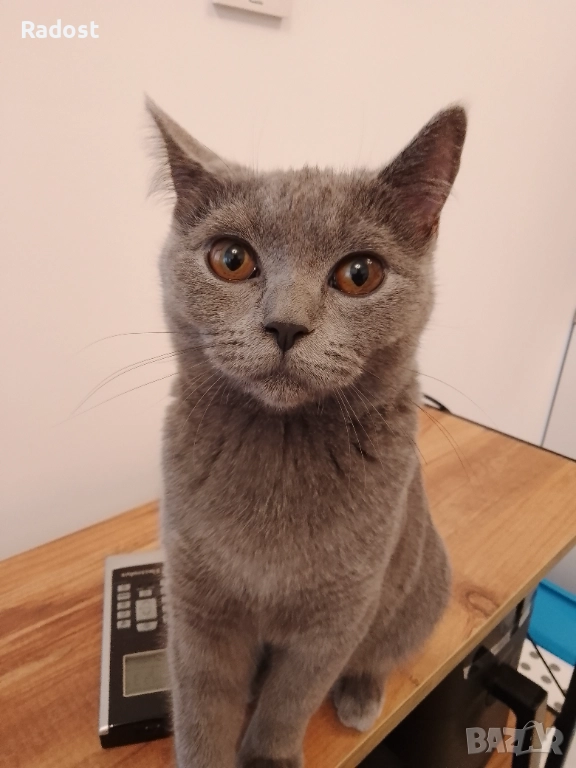 Женска британска котка, снимка 1