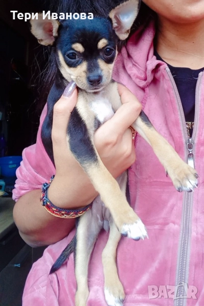 Пинчар с паспорт и ваксина , снимка 1