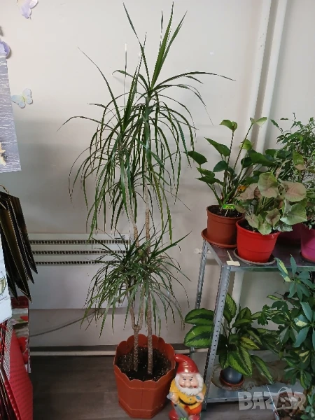 Драцена 176см., снимка 1