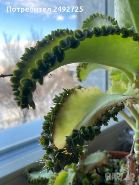 ✅живородяще каланхое, цветя, снимка 1