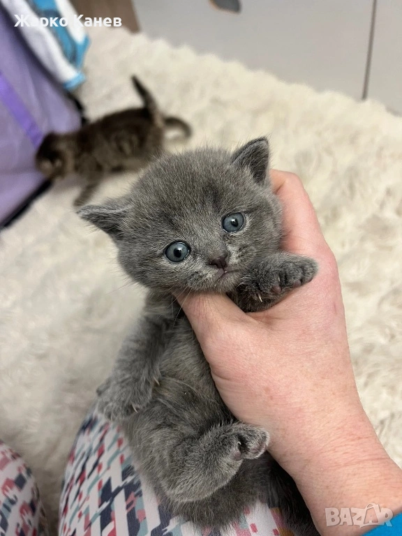 Женско късокосместо Британче, снимка 1