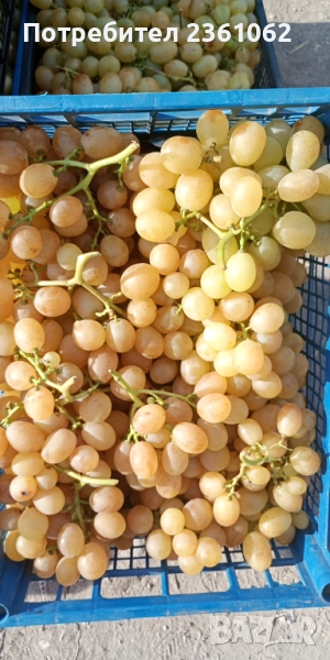 Грозде за ракия, снимка 1