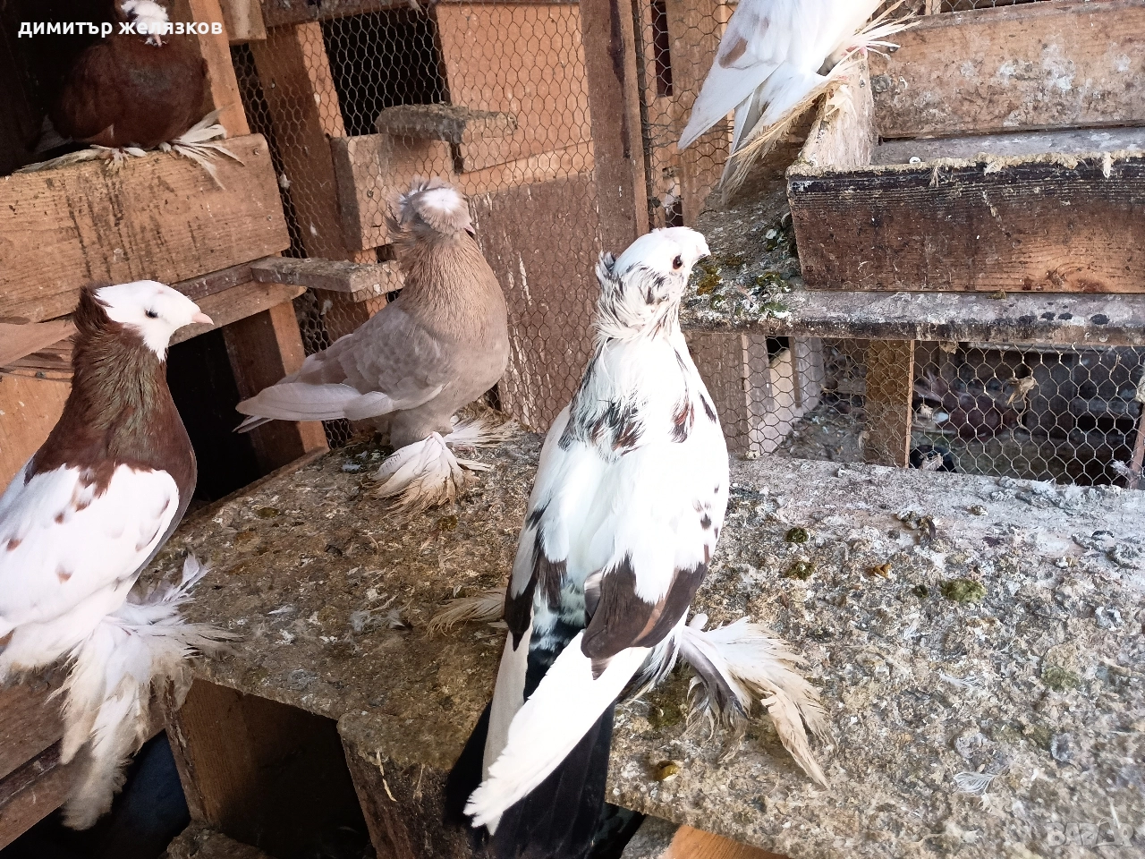 Гълъби демкежи, снимка 1