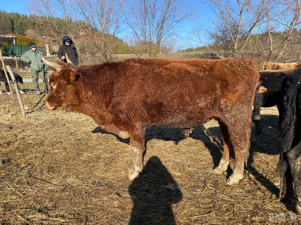 Бикове, снимка 1