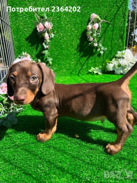 Мини дакел шоколад, снимка 1