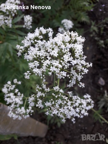 Дилянка (валериана), снимка 1