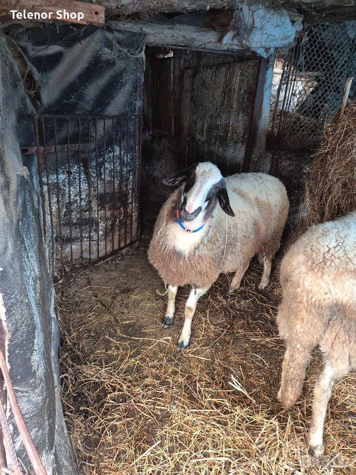 Мъжко шиле, снимка 1