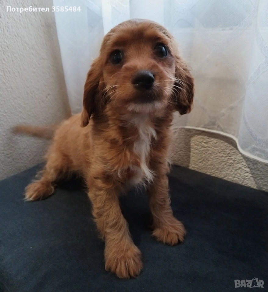 Шпаньол момиче , снимка 1