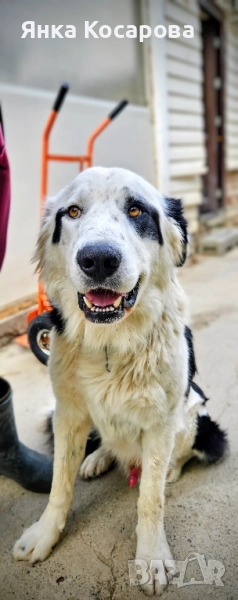 Младо куче търси своя дом!, снимка 1