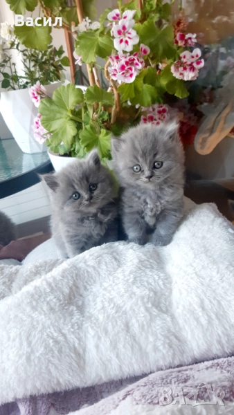 Продавам британски котета , снимка 1