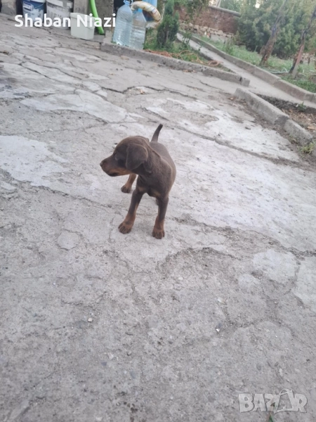 2 женски яктериечета., снимка 1