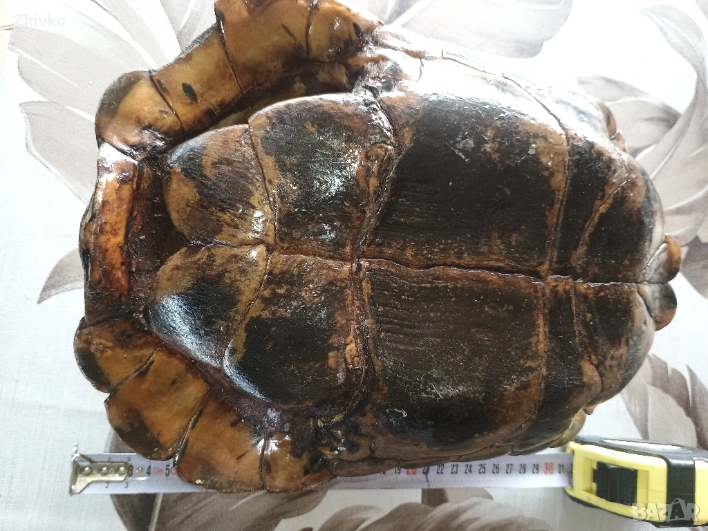 Костенурка, снимка 1