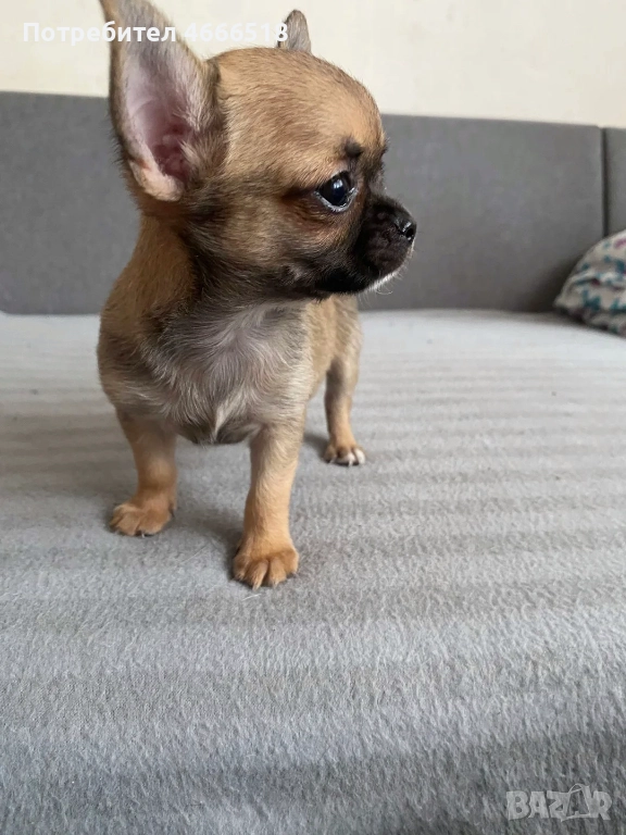 Очарователни кученца чихуахуа, снимка 1