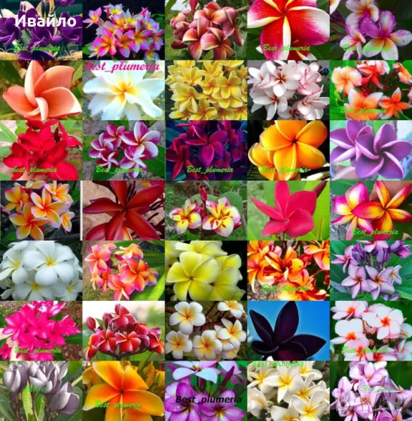 Плумерия - семена и растения, снимка 1