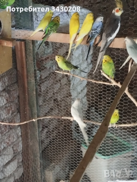 вълнисти папагали, снимка 1