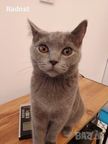 Женска британска котка