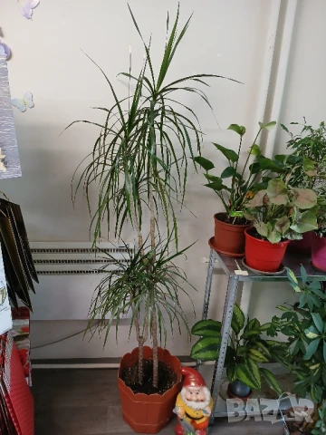 Драцена 176см.