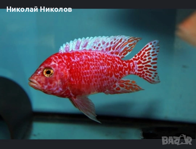 Африкански Цихлиди Малави, снимка 9 - Рибки - 51768254