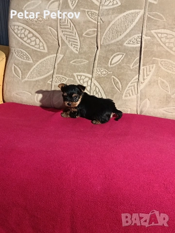 Йоркширски териер мини , снимка 15 - Йоркширски териер - 53883069