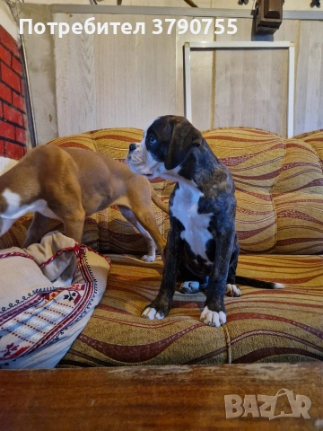 Боксер , снимка 3 - Боксер - 53012002