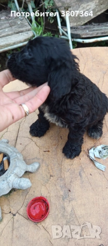 Американски Кокер шпаньол , снимка 5 - Кокер шпаньол - 54175558