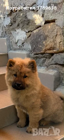 Чау - Чау  💙🐾🐶 Най-пухкавите Чау Чау женски очакват своите нови семейства , Много скоро 🎉🪭❤️✨🐾🥰🐩➡️⤵️, снимка 2 - Чау Чау - 55342819
