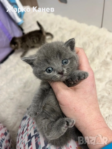 Женско късокосместо Британче