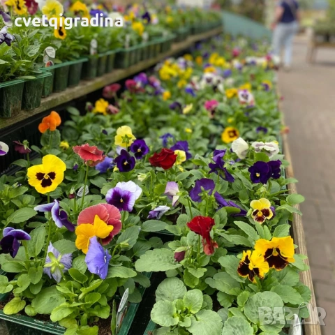 Едроцветна ароматна теменужка, снимка 2 - Градински цветя и растения - 52815725