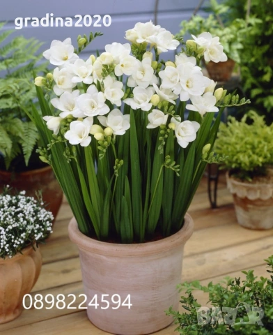 Луковици Фрезия – фракция 5/6