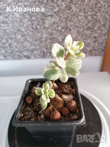 Цветя, сукуленти - Хавортия, Каланхое, Алое, Граптопеталум, снимка 3 - Стайни растения - 38404349