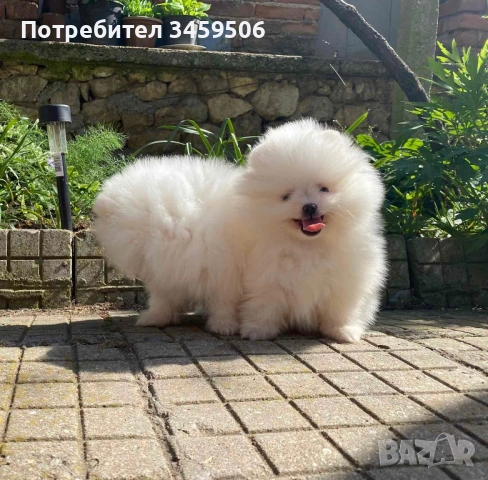 Померан померани , снимка 2 - Померан - 53004463