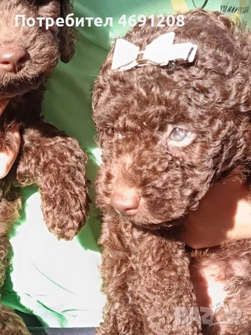Пудел мини шоколад, снимка 12 - Пудели - 52889210