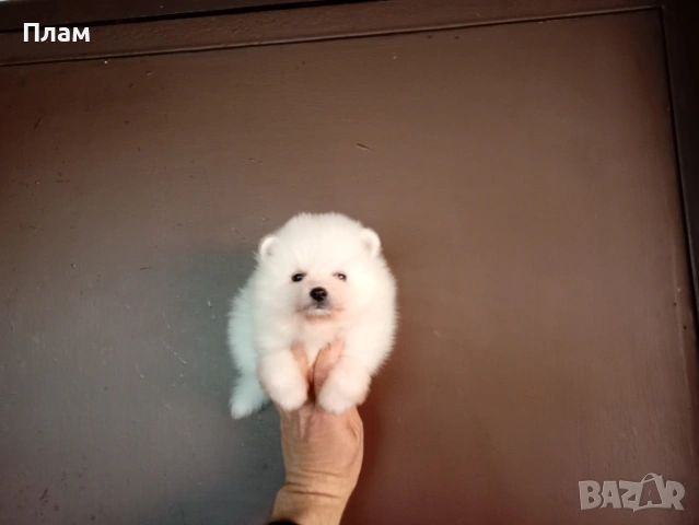 Бели мъжки Померани.