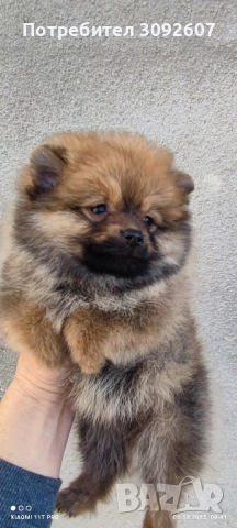 Момчета и момичета , снимка 3 - Померан - 52646606