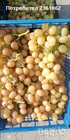 Грозде за ракия, снимка 1